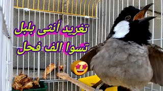 تغريد أنثى بلبل تسوا الف فحل اذا ما غردن بلابل فلوسك مرجوعه 💵