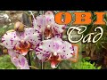 ОБИ-сад: небольшой привоз свежих ОРХИДЕЙ и других растений.