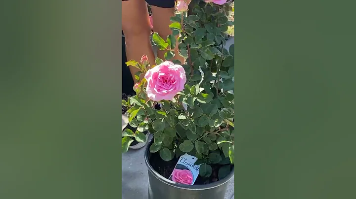 The Best Fragrant Roses with Laura Weaver