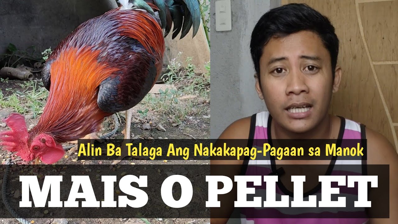 Mais o Pellet | Alin nga ba Ang Nakakapag-Pagaan Sa Manok  | Linyada ng Mamay 