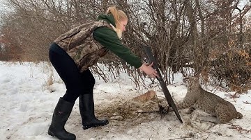 Another Bobcat Released unharmed from a humane foothold trap
