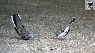 Territorial dispute ZEBRA DOVES