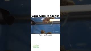 Wild Caught Oscars Aquarium Fish