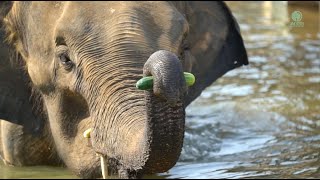 Rescued Elephant NamThip's Tail: Impact and Journey to Recovery  ElephantNews
