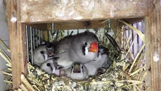 اطعام فروخ الزيبرا - Feeding Zebra Finch