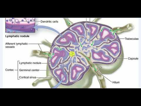 Anatomy , SPLEEN , 2 - YouTube