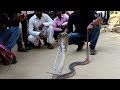 Big cobra snake rescue from Ahmednagar, maharashtra