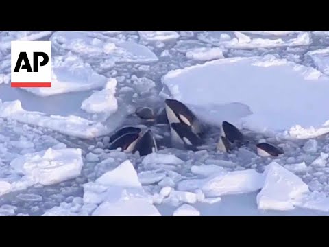 Pod of killer whales trapped in ice have apparently safely escaped