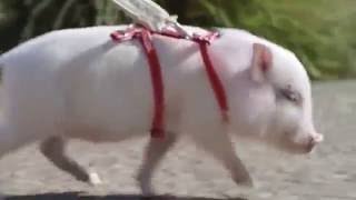 Hey Derik Lattig Chase Bank Commercial Walking Baby Pig