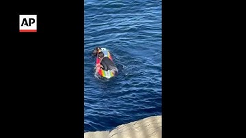 California sea otter harassing surfers, kayakers