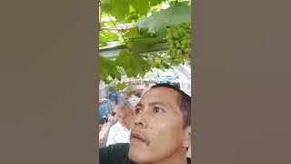 ANGGUR SULTANA TERNYATA MUDAH BERBUAH DAN GENJAH