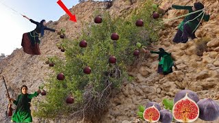 Download Lagu A nomadic girl's dangerous adventure in the mountains: picking figs in the Zagros Mountains MP3 Download Lagu A nomadic girl's dangerous adventure in the mountains: picking figs in the Zagros Mountains MP3