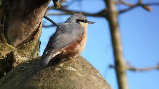 Nuthatch calling