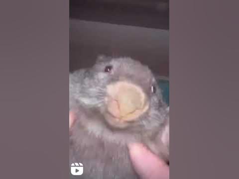 bober - YouTube