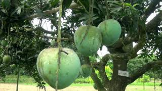 আমের ছত্রাক ও ব্যাকটেরিয়া জনিত রোগ দমন