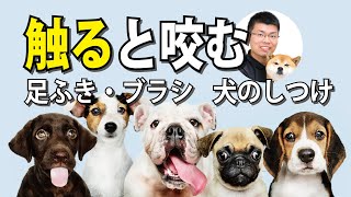 足ふきで噛む、ブラシで噛む、犬の深刻な噛みつきの原因、身体を触ることに馴らす方法