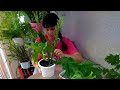 Мои комнатные растения // Видеоотчет о сеянцах папоротников  //Шикарная "Африка"