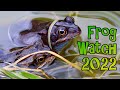 Collecting frog spawn and how to set up a tadpole tank  frog watch 2022