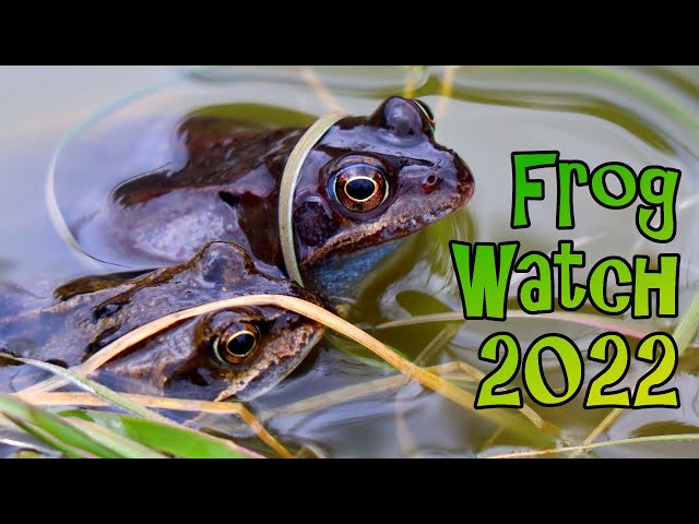 Collecting Frog Spawn and How to Set Up a Tadpole Tank - Frog Watch 2022 