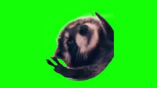 Green Screen Dancing Racoon Meme | Pedro Racoon Meme