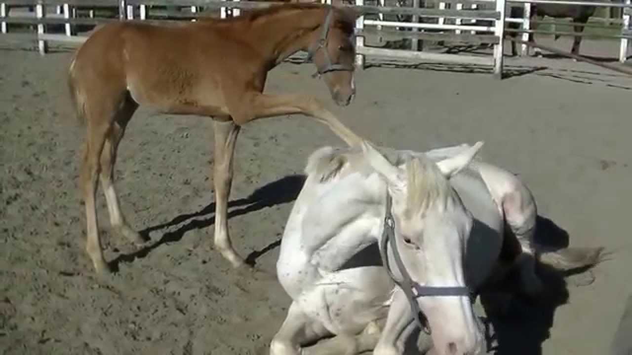 最も選択された 馬かわいい 犬の画像無料