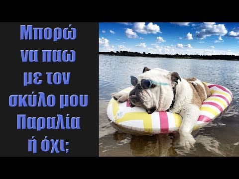 Βίντεο: Επιτρέπονται τα σκυλιά στην παραλία stinson;