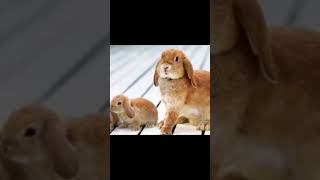 llevage De Lapins  Un Business Trs Rentable Qui Rapporte Gros  rabbit animaux agriculture