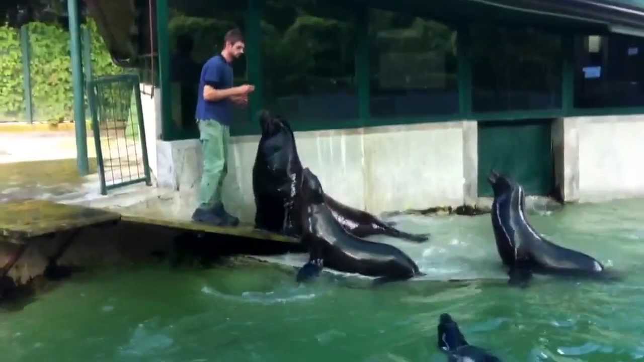 Zagreb ZOO - Seals having a good time
