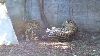 When jaguars meet: Kabah and Seraphina getting to know each other