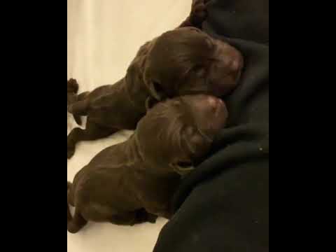 Cuccioli Labrador Maschi Femmine In Vendita Video 2 Youtube