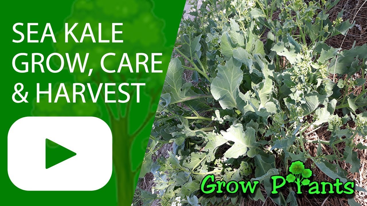 Sea Kale Plant - Grow, Harvest  Eat