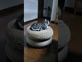 The cat watching TV