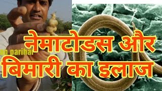 नेमाटोडस । भिणड़ी में नेमाटोड की बिमारी और समाधान । Rootknot nematodes in vegetable