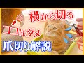 【簡単】爪切りで暴れる猫におすすめの方法！どこまで切る必要があるか解説！