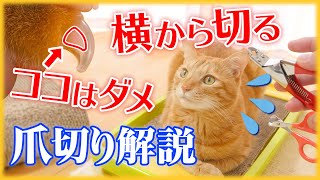 【簡単】爪切りで暴れる猫におすすめの方法どこまで切る必要があるか解説