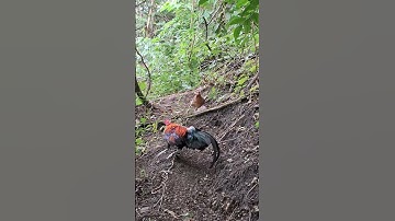 gà rừng mã đỏ đi nương gáy cực phê.qaib qus qua zoo