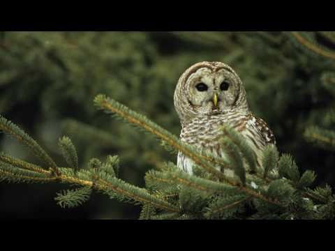 Voices: Barred Owl