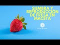 Como Sembrar FRESA En Maceta 2021/ reproducir fresa/germinar semillas de fresa