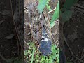 I SAW DEAD CICADA WHILE REMOVING GRASS ON MY GARDEN #shorts #cicada #youtubeshorts