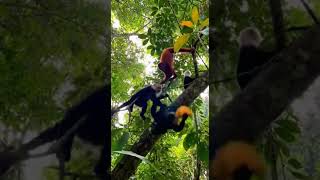 Monkey Mayhem: Fruit Feast in the Canopy! 🐒🥭 #AnimalKingdom #Capuchin