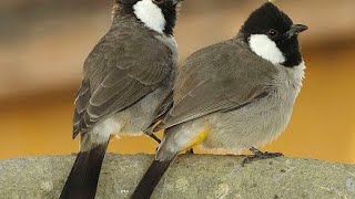 #white #eared #bulbul at my farm #rajasthan