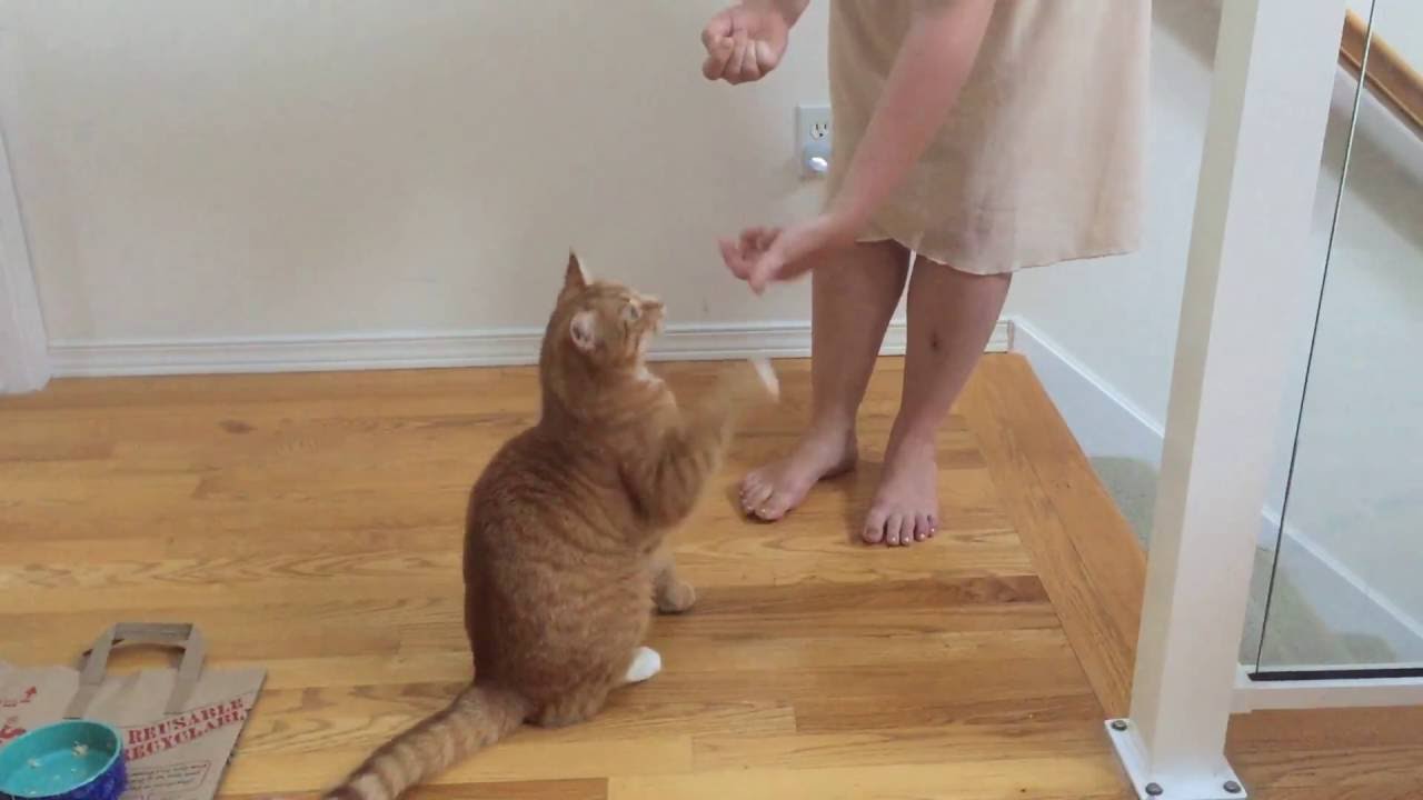 My Cat Potus Shows Off His Tricks #PotusTheCat - YouTube