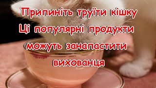 Прекратите Травить Кошку Эти Популярные Продукты Могут Погубить Питомца