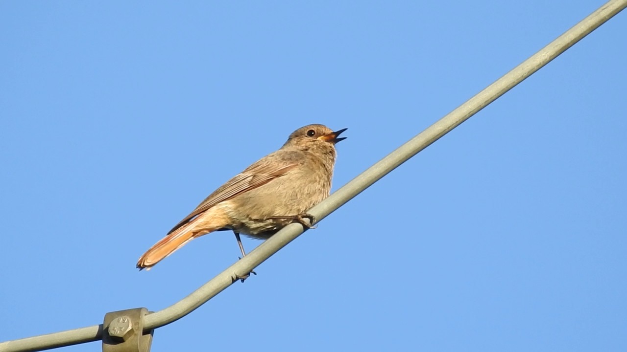 Black redstart singing