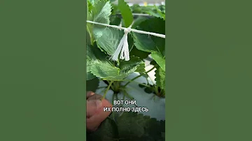 Нужно ли обрезать усы