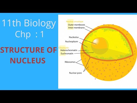 structure of nucleus ||11th Biology ||Chp : 1 - YouTube