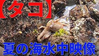 【GoPro】水中映像あり 夏の時期、磯歩きタコング仕掛けでマダコを釣ってみた！！　鹿児島　釣り