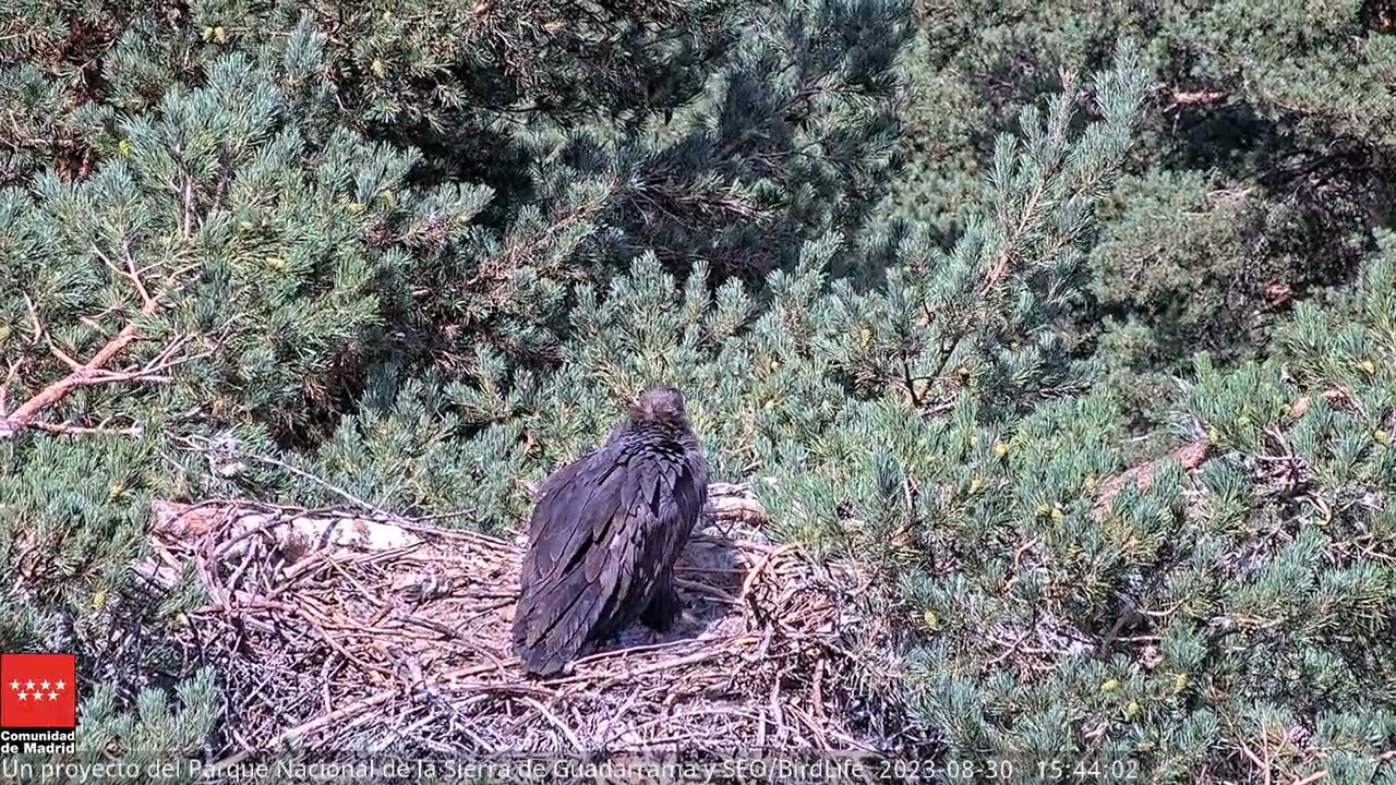 ¡TRES DÍAS DE AUSENCIA! -  Buitre negro 8CC -  P.N. Sierra de Guadarrama