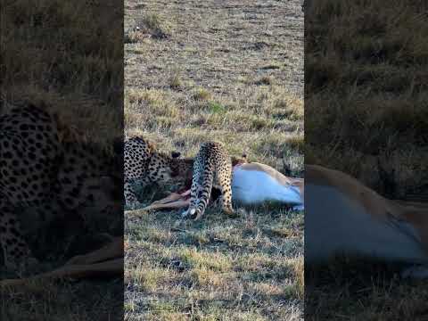 Impala Eaten By Cheetahs #Wildlife | #ShortsAfrica | #Septdailyshorts  @robtheranger