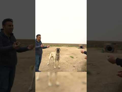 Video: Galce Terrier